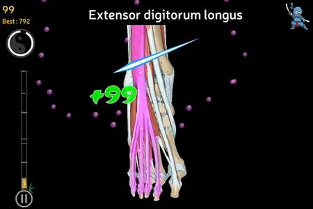 Anatomy Ninja Lower Limb screenshot 4