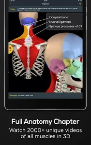 Posture by Muscle & Motion screenshot 14