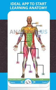 Anatomy Cards Anatomicus screenshot 13