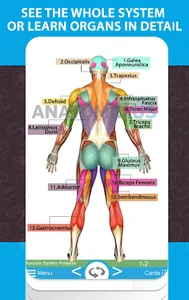 Anatomy Cards Anatomicus screenshot 9