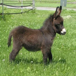 ANIMALES BEBE screenshot 0