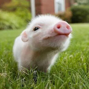 ANIMALES BEBE screenshot 1