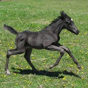 ANIMALES BEBE screenshot 3