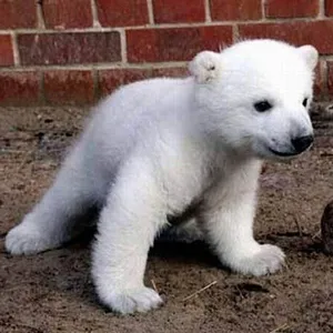 ANIMALES BEBE screenshot 4