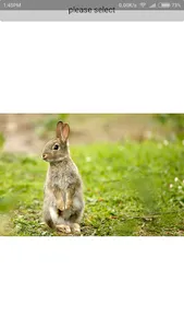 Nama nama haiwan screenshot 2