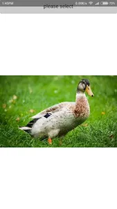 Nama nama haiwan screenshot 3