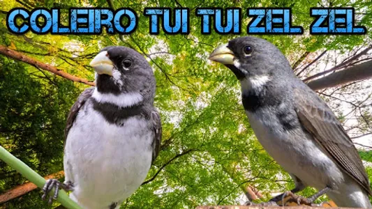 Canto Coleiro Tui Tui Zel Zel screenshot 9