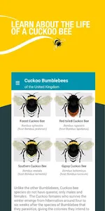 Bumblebees UK: A pocket guide screenshot 3