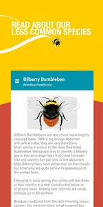 Bumblebees UK: A pocket guide screenshot 4