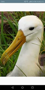 Galapagos Wildlife screenshot 3