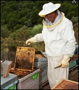 Learn Beekeeping screenshot 0