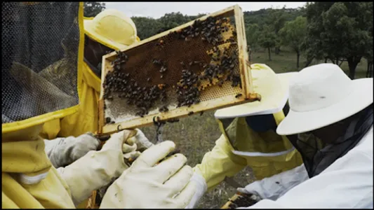 Learn Beekeeping screenshot 1