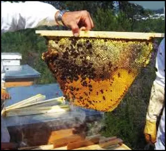 Learn Beekeeping screenshot 2