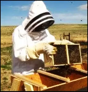 Learn Beekeeping screenshot 3