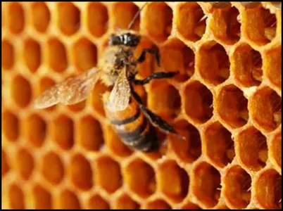 Learn Beekeeping screenshot 4