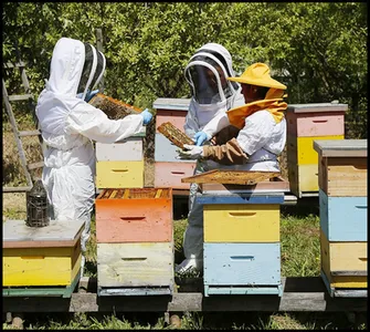 Learn Beekeeping screenshot 5