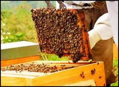 Learn Beekeeping screenshot 6