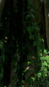 Tree Kangaroo screenshot 0