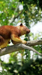 Tree Kangaroo screenshot 2