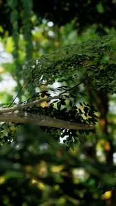 Tree Kangaroo screenshot 3