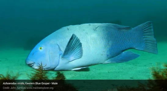 Field Guide to NSW Fauna screenshot 10