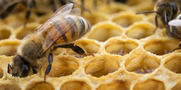beekeeping screenshot 0