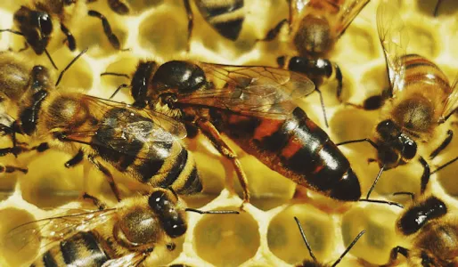 beekeeping screenshot 1