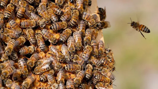 beekeeping screenshot 14