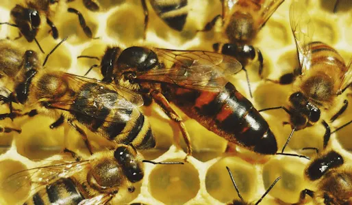 beekeeping screenshot 21