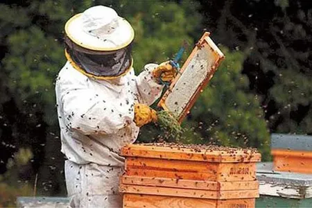 beekeeping screenshot 3