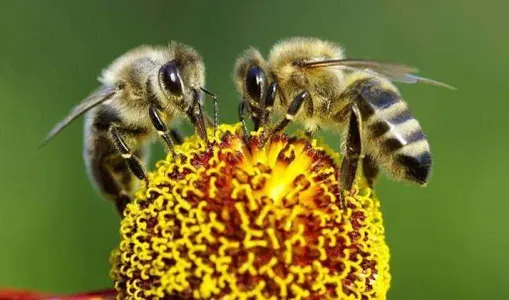 beekeeping screenshot 5
