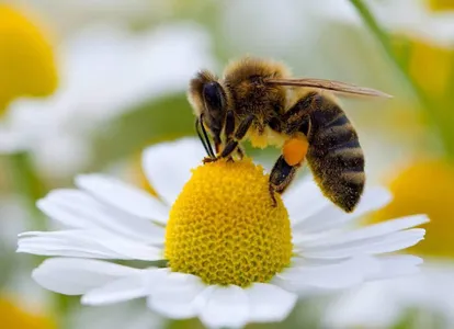 beekeeping screenshot 6