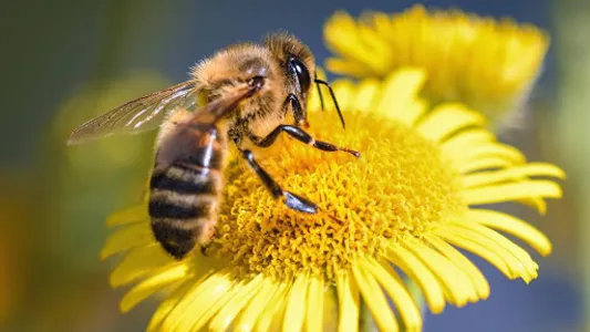 beekeeping screenshot 8