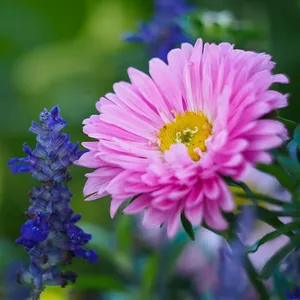 Flower Jigsaw Puzzles screenshot 5