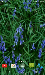Bluebell flower Live Wallpaper screenshot 3
