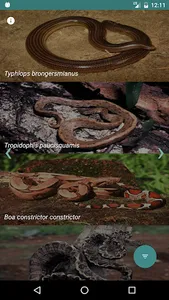 Snakes of Atlantic Forest screenshot 0