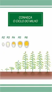 Doutor Milho screenshot 0