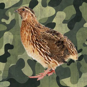 Call for Quails screenshot 6