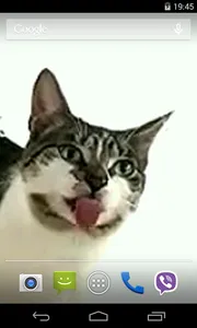 Cat licks glass Video LWP screenshot 1