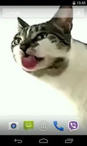 Cat licks glass Video LWP screenshot 2