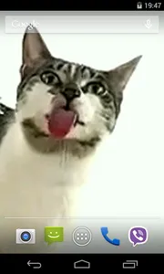 Cat licks glass Video LWP screenshot 3