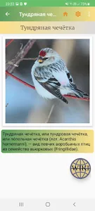 Птицы России screenshot 3