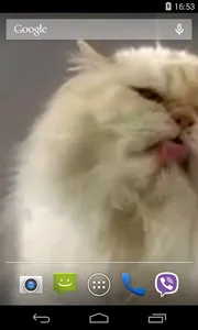 Cat screen licks Video LWP screenshot 1