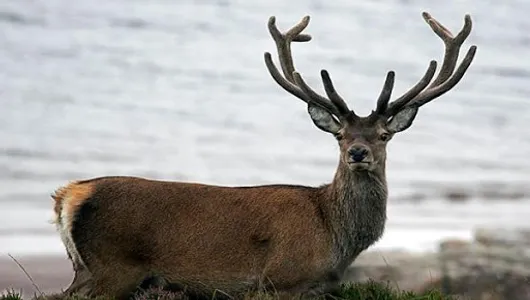 Major and minor hunting videos screenshot 4
