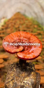 Real Mushrooms screenshot 0