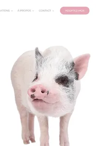 Cochons miniatures screenshot 6