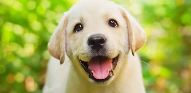 Dog Sounds screenshot 0