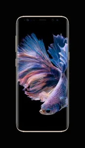 Betta Fish Live Wallpapers screenshot 1