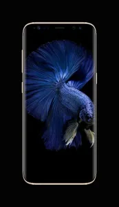 Betta Fish Live Wallpapers screenshot 3