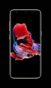 Betta Fish Live Wallpapers screenshot 4